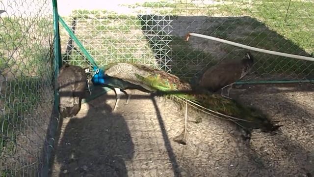 фазани смотреть онлайн