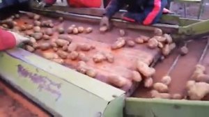 Е-686 уборка картофеля 2018