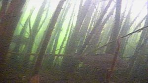 Как зимуют караси