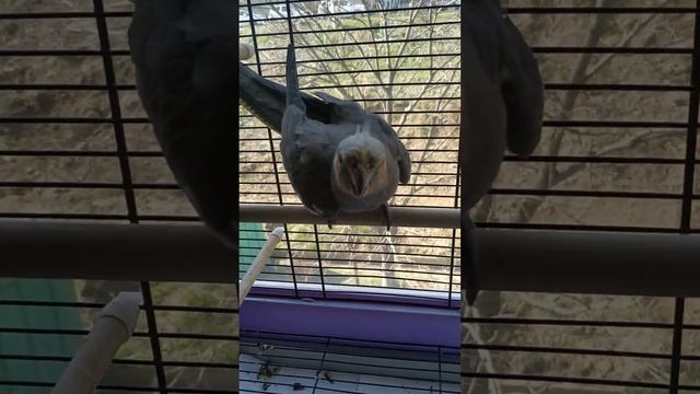 Чика злая птичка смотреть онлайн