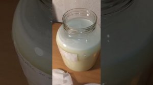 Квас на чистотеле (фермент чистотела) как приготовить