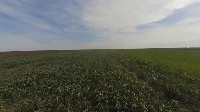 Пшеница по NO- TILL с карбомидом. смотреть онлайн
