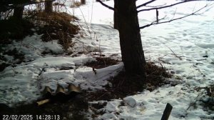 Лесная жизнь 13.03.2025