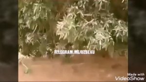 Пайгамбаримиз соясида дам олган дарахт