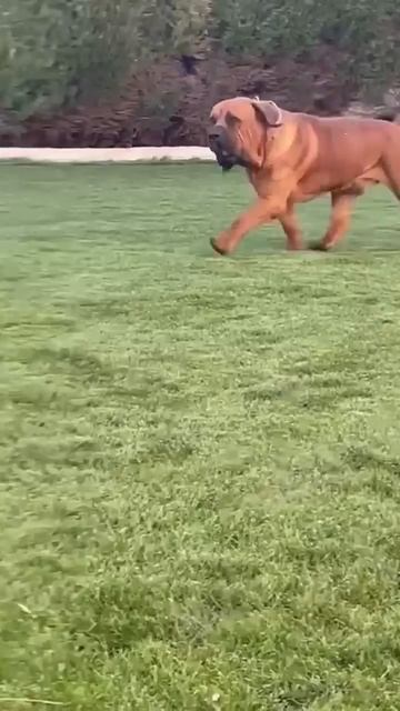 Massive BOERBOEL MALE ( son of Tarzan ) 💣💣😱😱😱😱 смотреть онлайн