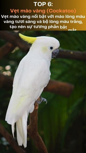 Top 10 Loài Động Vật Có Bộ Lông Đẹp Nhất Thế Giới смотреть онлайн