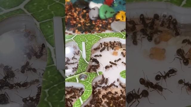 Показываю как дела у муравьиной матки жнецов на сегодняшний день. #муравьи #муравьинаяферма #жнецы