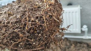 Посадка лимона и мандарина в грунт теплицы