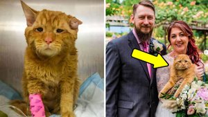 Пара просит приютить самую грустную кошку. Час спустя происходит невероятное