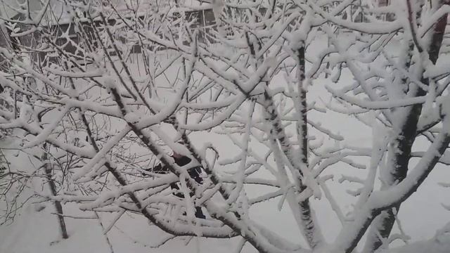 Спасаем туи /Вкусная еда для Жорика/Видео №327 смотреть онлайн