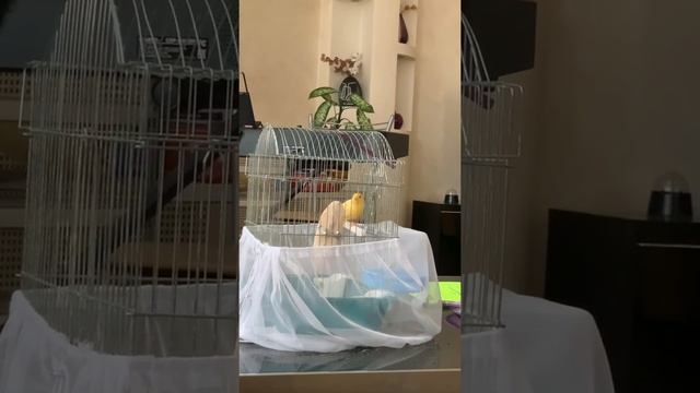 Пение канарейки