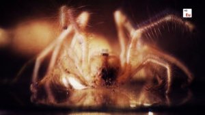 Поразительные чудеса мира 2 сезон 8 серия (документальный сериал, 2015)
