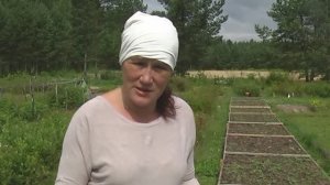 Как посадить голубику на гребень