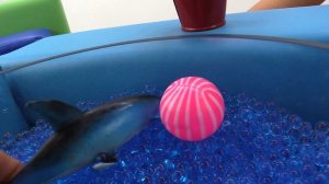 Видео для девочек - Барби дрессирует дельфина! Видео для детей