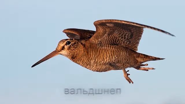 Голос вальдшнепа/звук манка на вальдшнепа смотреть онлайн