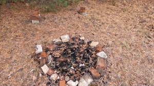 ГИБЕЛЬ ЛЕСА от захламления.  Природа в опасности.