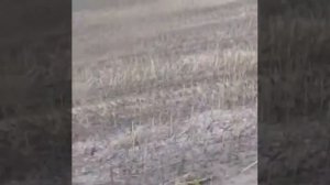 Уборка подсолнечника