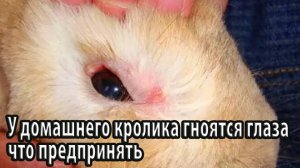 У домашнего кролика гноятся глаза что предпринять