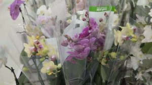 13-03-2025 Продолжение Обзора комнатные растения в Твой Дом в Воронеже