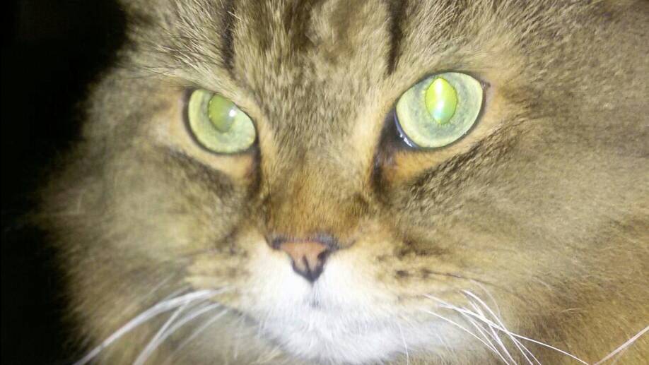 Приснится же такое!