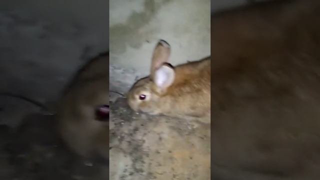 Кролик! Новый питомец!!! смотреть онлайн