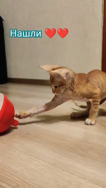 Джеки Чан 3 #жизнь #прокопьевск #новокузнецк #доммилыйдом #фам #2023 #успех #сфинксы# любовь смотреть онлайн