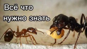 Мои первые муравьи: Выбор, запуск, первые шаги