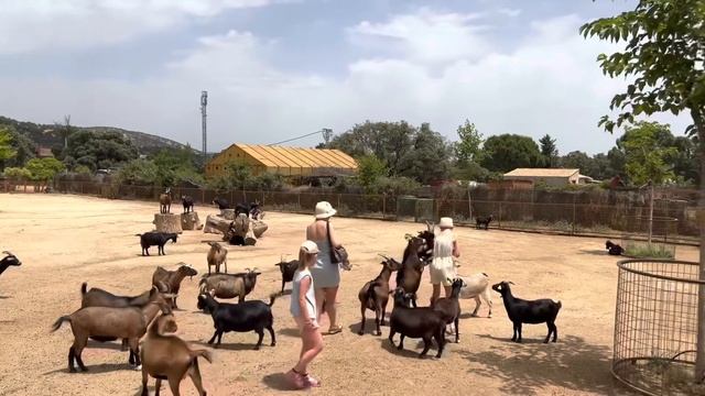 Испания Мадрид Сафари в июне 2022 смотреть онлайн