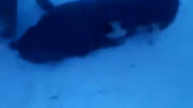 медведя-шатуна завалили в Якутии смотреть онлайн