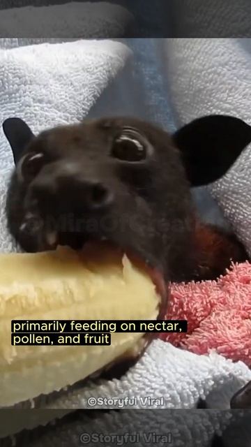 FLYING FOXES | Fruit Bats #bats #flyingfox #animals #shorts смотреть онлайн