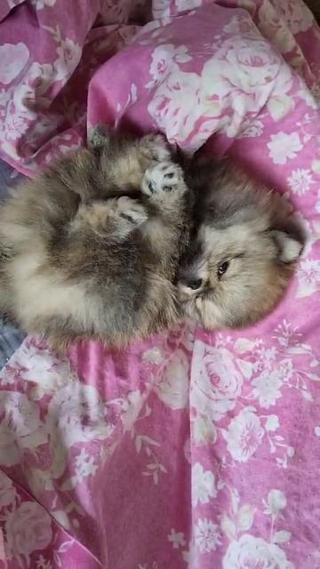 VID-20250312-WA0001 смотреть онлайн