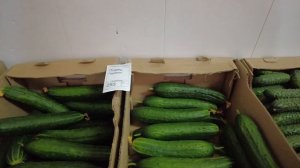 Оптовый овощной склад в Подмосковье с огромными ценами на овощи и фрук