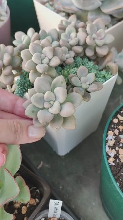 Как вырастить суккулент из листочка