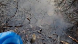 Карп в секретном пруду. Выбор заброшенного бесхозного пруда.