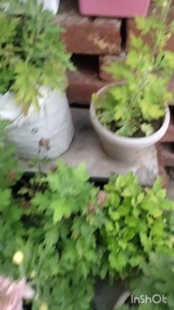 Mini Garden Tour|Part - 1|Mini vlog|#garden #gardentour #minivlog