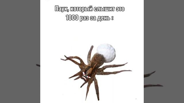 Мяууу, ой. Жиза! #жиза #дача #юмор #данганронпа #паук смотреть онлайн