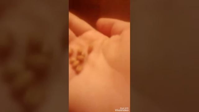 Как сделать самани для новруза легко и просто смотреть онлайн