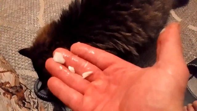 Кот Марс. Ест рыбку с руки. смотреть онлайн