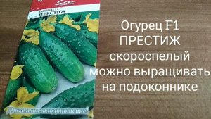 Семена огурцов для посадки