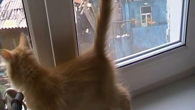 СПАСЕННАЯ КОШЕЧКА - НАСТОЯЩАЯ ЛЕДИ! смотреть онлайн