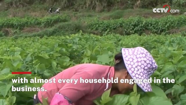 Mechanized sericulture enhances villager income in Guangxi| CCTV English