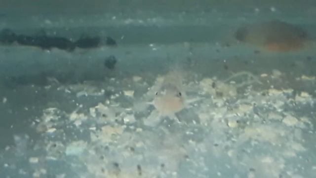 Наблюдения за мальком смотреть онлайн