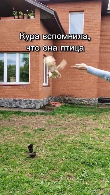 Может, когда захочет #домашниеживотные #животные #птицы #шутка #юмор #домашниепитомцы смотреть онлайн