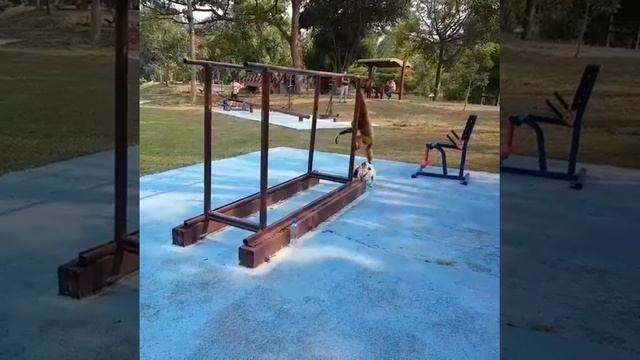 смешная обезьяна в Таиланде / lustiger Affe in Thailand / funny Monkey смотреть онлайн