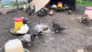 Как я справился с расклёвом у мускусных утят без подрезки клювов