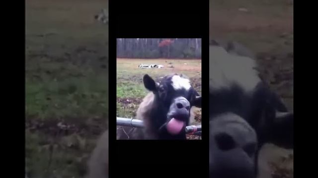 VID-20250223-WA0019 смотреть онлайн