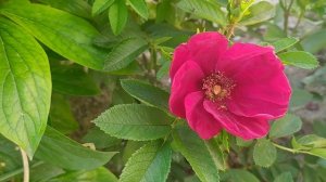 23.05.2024г. Цветение ирисов и роз сорта Штандперле Амрум, Scarlet Tower.#rose #розы #цветениероз