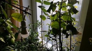 Домбея.Цветение