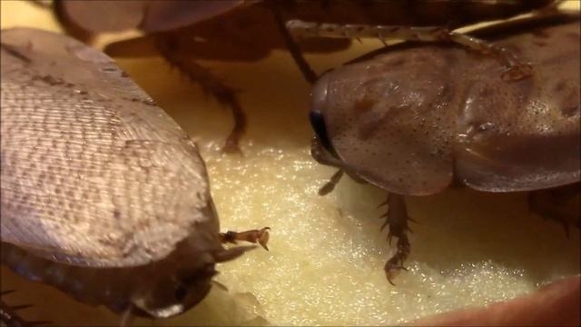 Rhyparobia maderae "Gold" смотреть онлайн