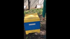 Покупка пчелопакетов